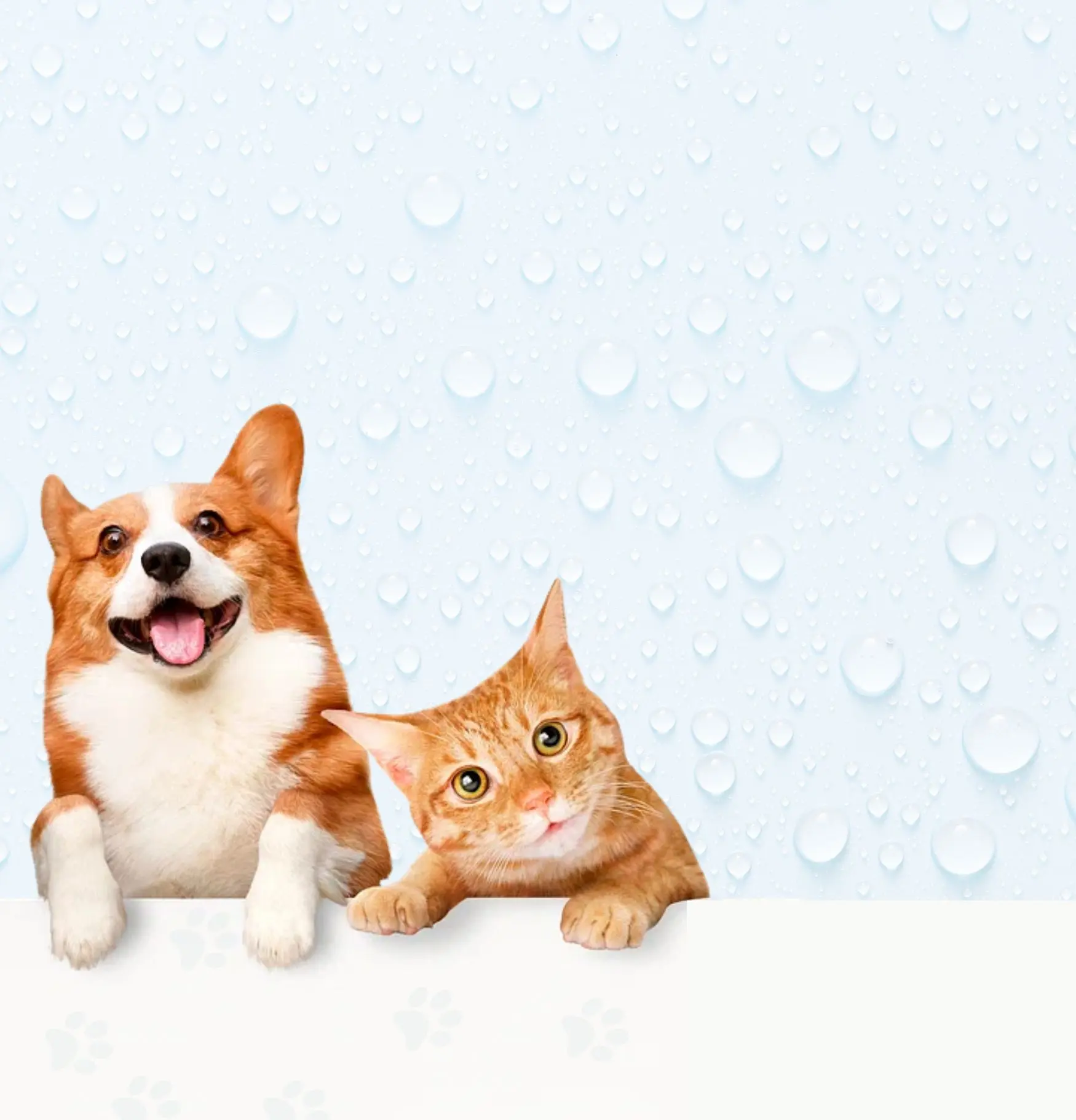 petncare water-based pet care Japanese formula
